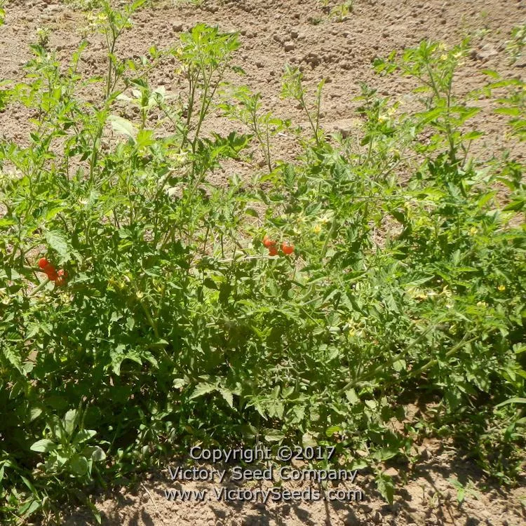 Everglades Tomato