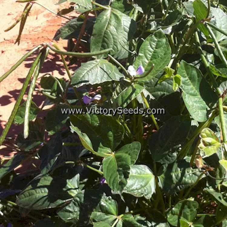 Chinese Red Southern Pea