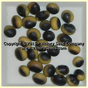 Sakamotowase Soybean