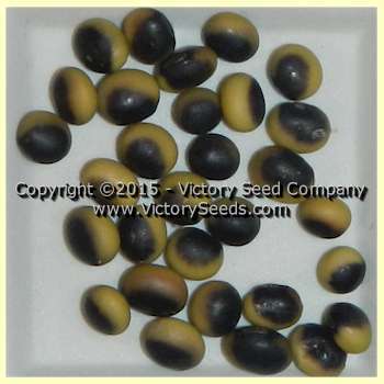 Sakamotowase Soybean