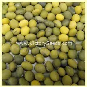 Krasnoarmejscaja Soybean