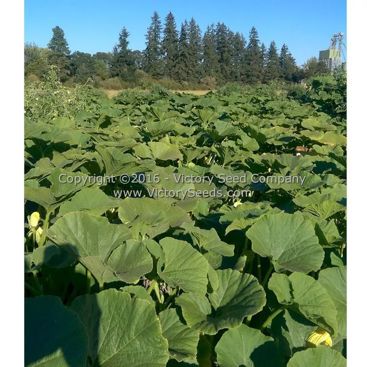 Galeux d' Eysines Winter Squash