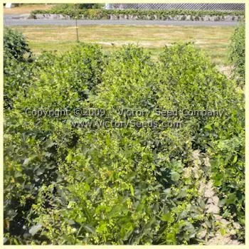 Henderson's Bush Lima Bean