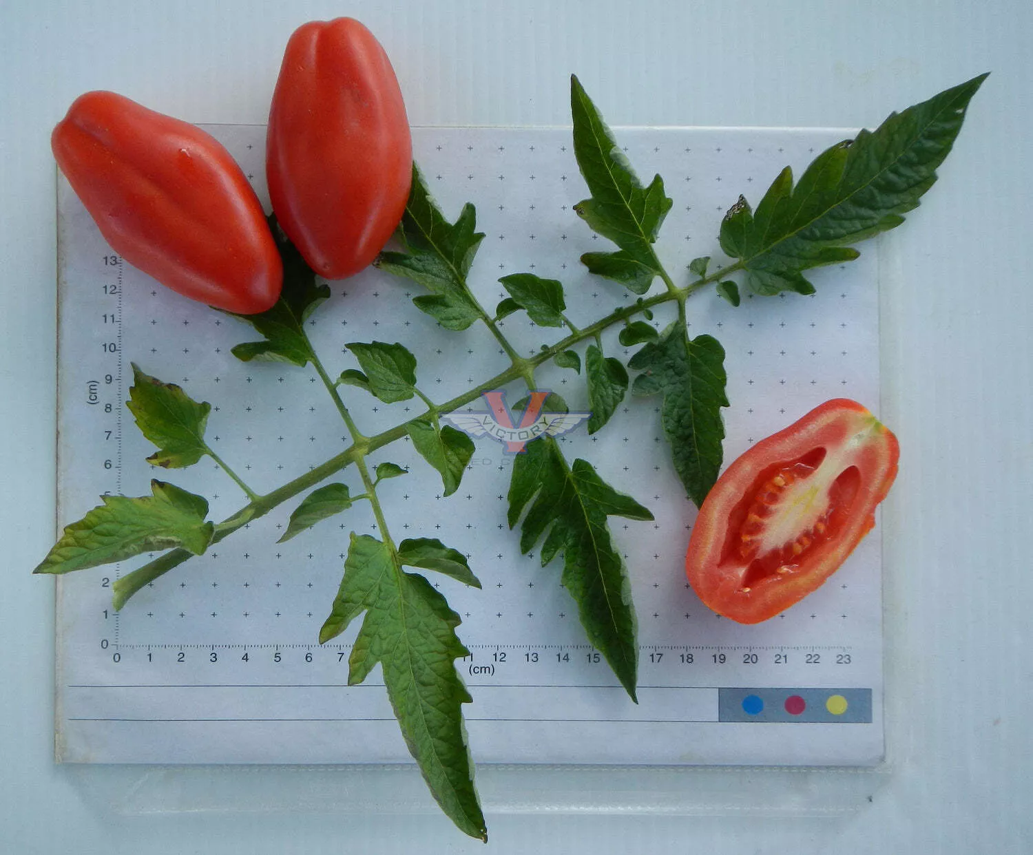 San Marzano Tomato