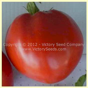 Ashleigh Tomato