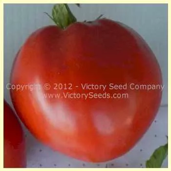 Ashleigh Tomato