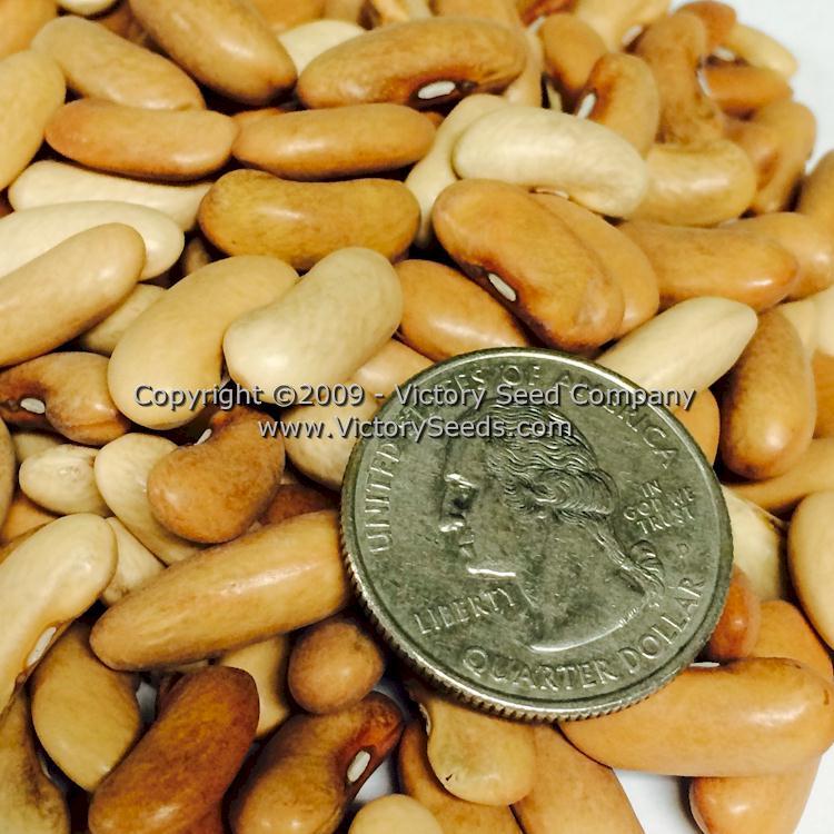 Contender Bush Green Garden Bean