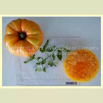 German Yellow Stripe Tomato