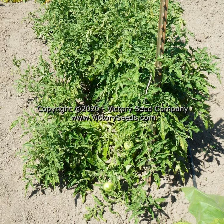 Dwarf Buddy's Heart Tomato
