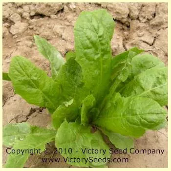 Witloof Chicory