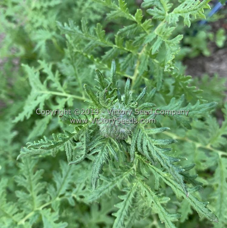Lacy Phacelia