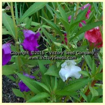 Rose Balsam