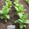 Burley 64 Tobacco