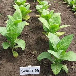 Burley 64 Tobacco