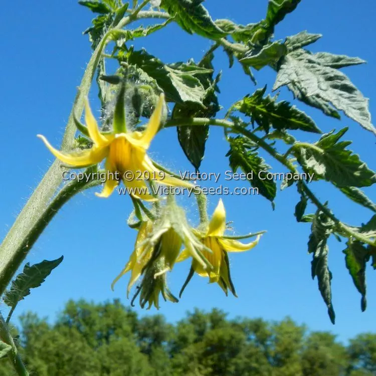 Mahoning Valley Beauty Tomato