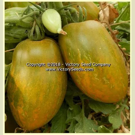 Dwarf Saucy Mary Tomato