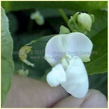 Gaia Garden Bean