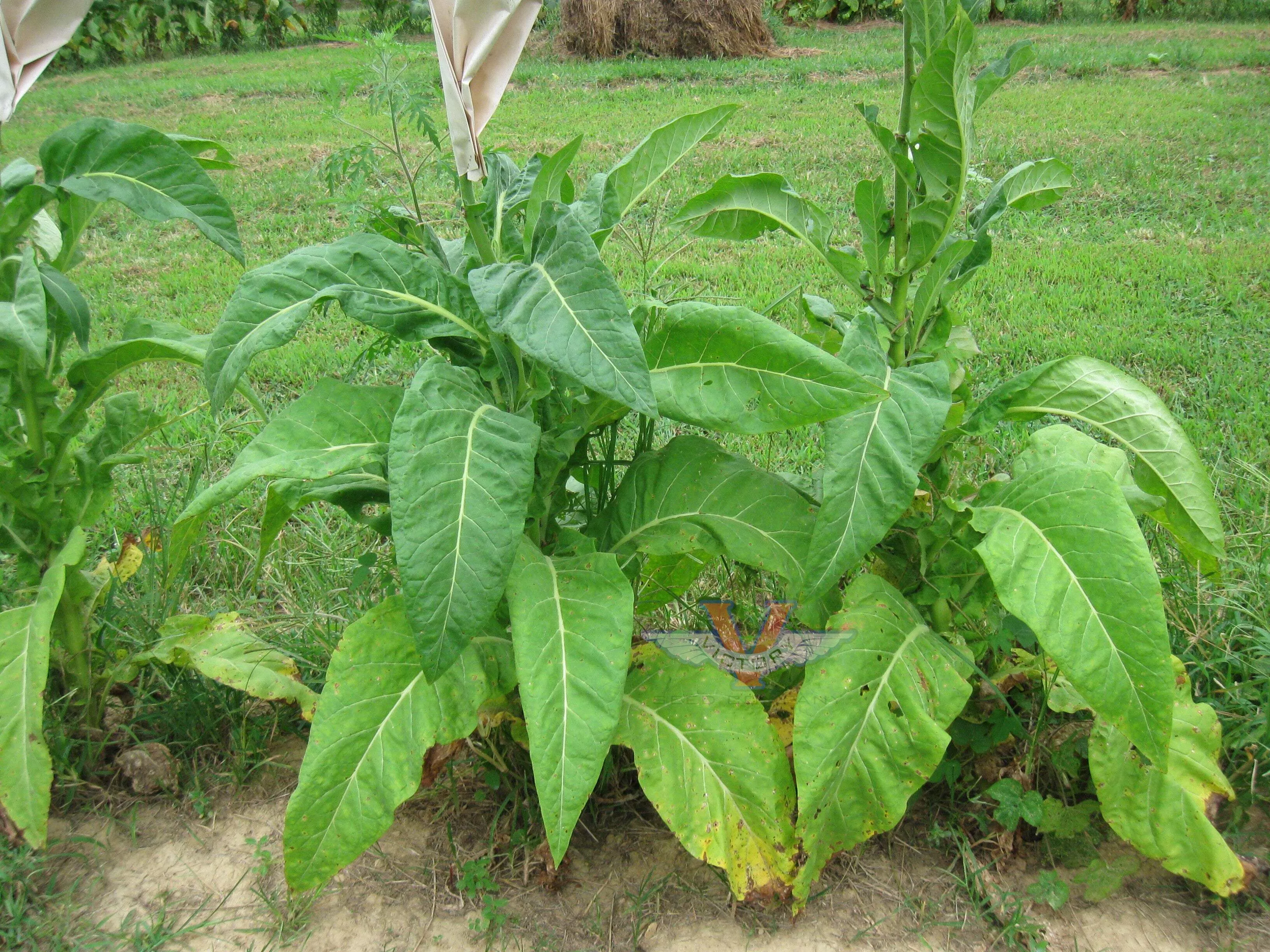 Little Hill Tobacco