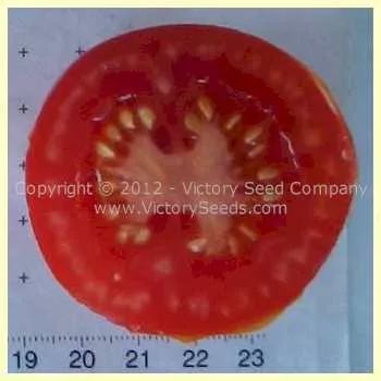 Zleovo Tomato