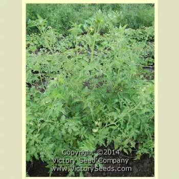 Early Detroit Tomato