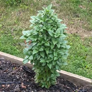 Basil, Everleaf Thai Towers