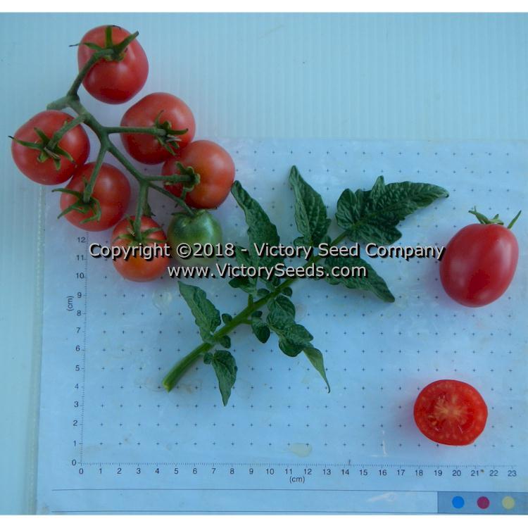 Dwarf Bendigo Drop Tomato