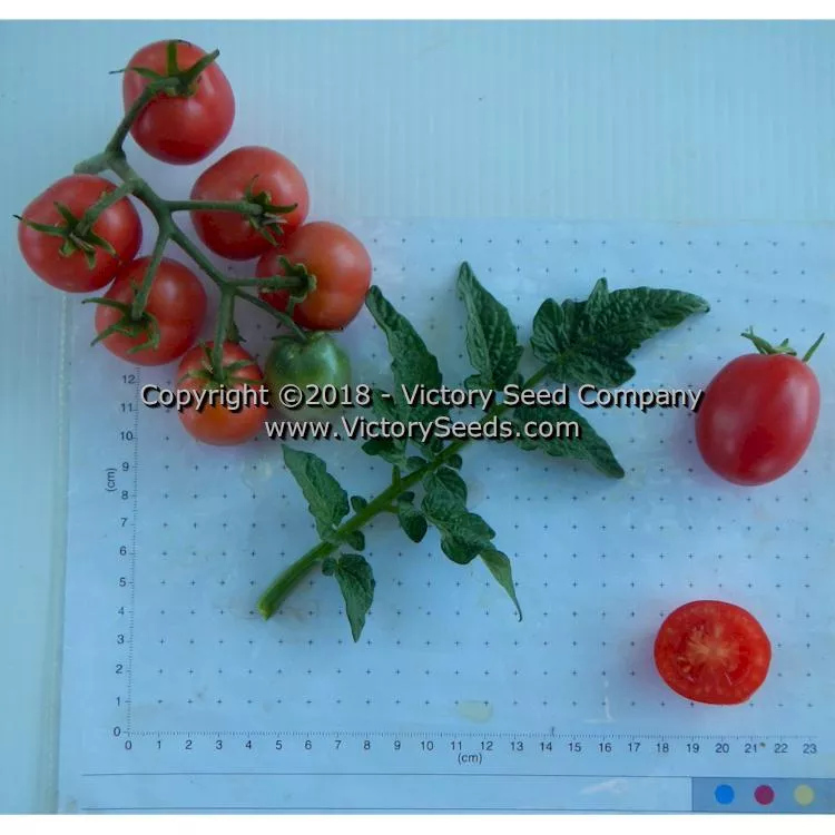 Dwarf Bendigo Drop Tomato