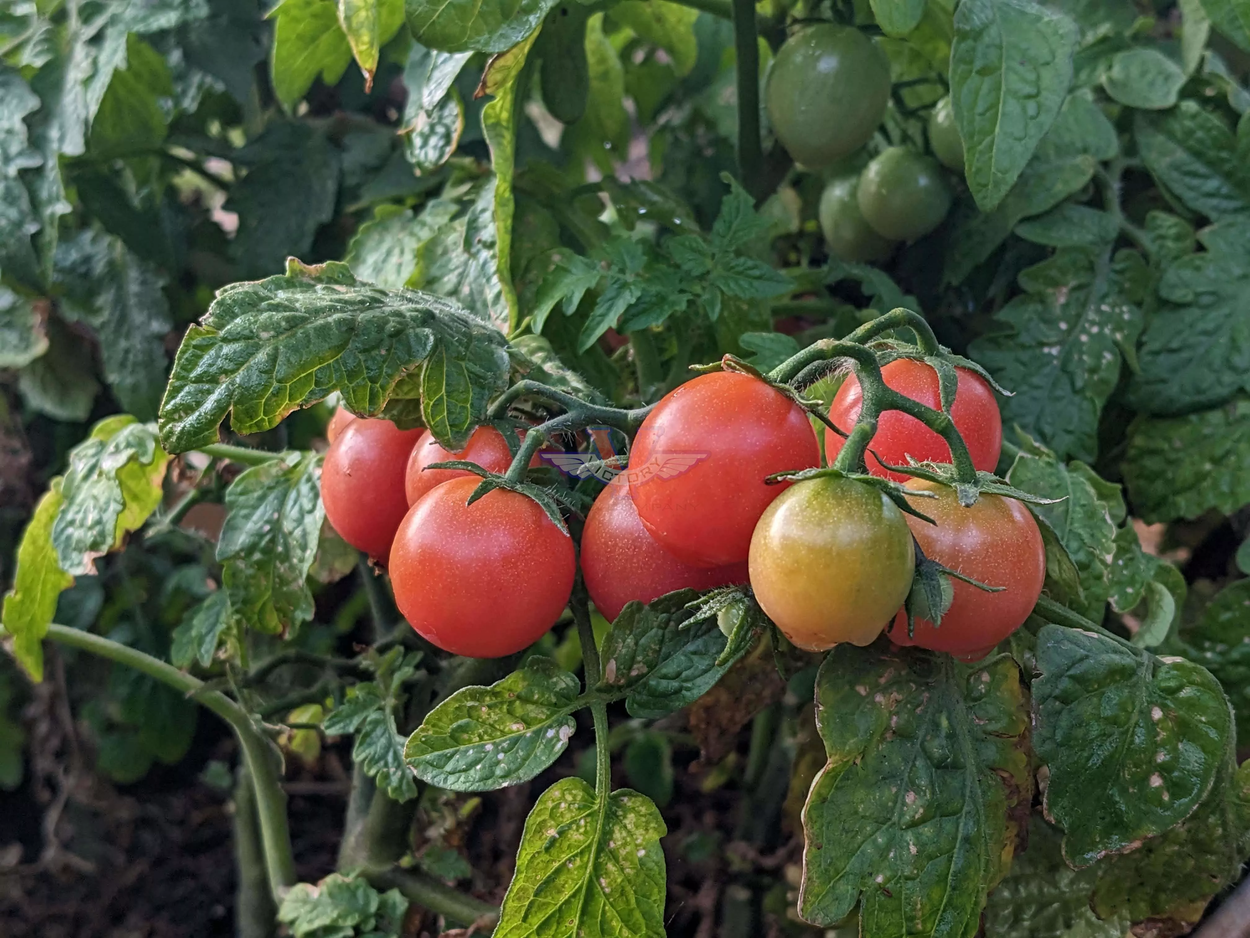 Rosy Finch Tomato