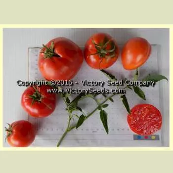 Gill's Red Heart Tomato