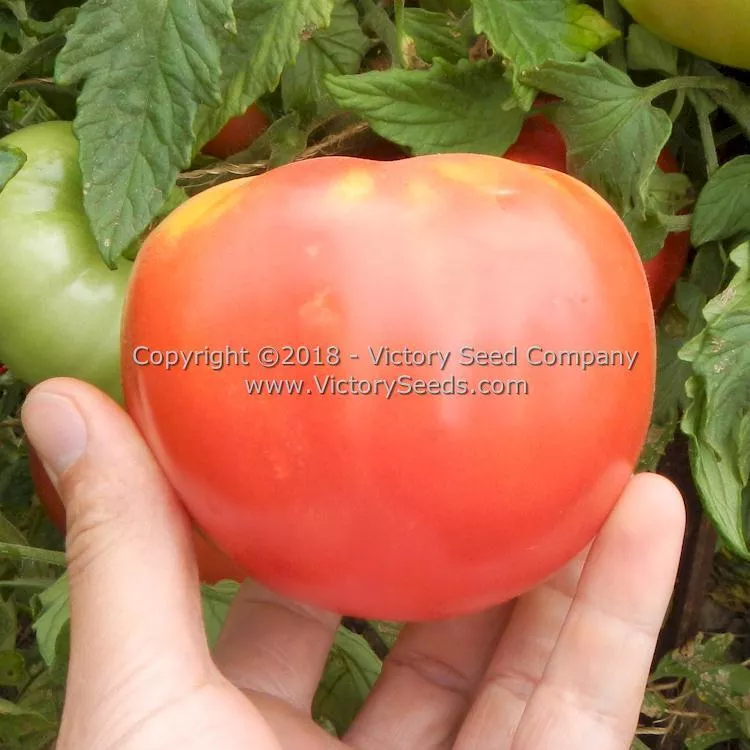 Winsall (aka Henderson's Winsall) Tomato