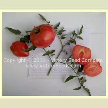 Livingston's Giant Oxheart Tomato