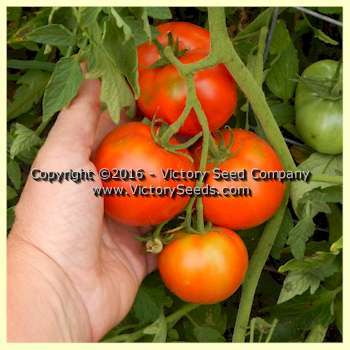 Break O' Day Tomato