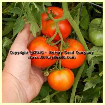 Break O' Day Tomato