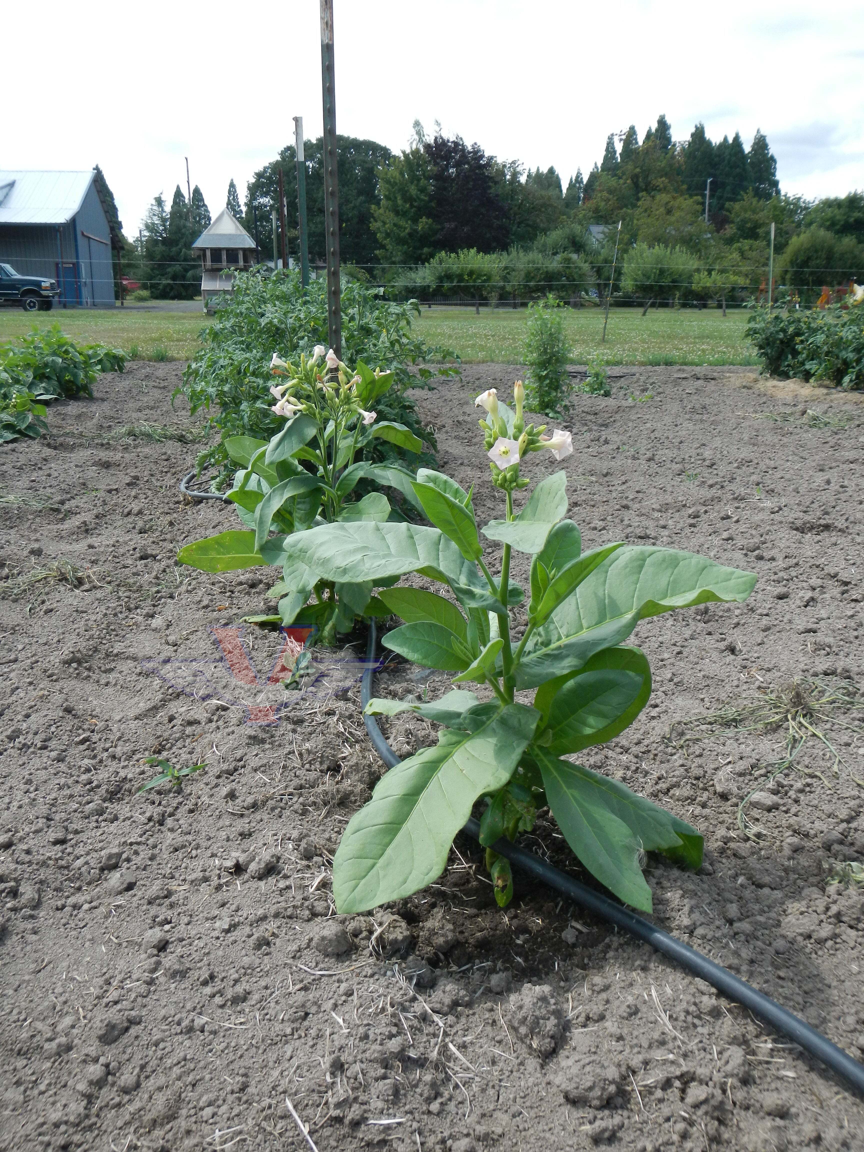 Ahus Tobacco