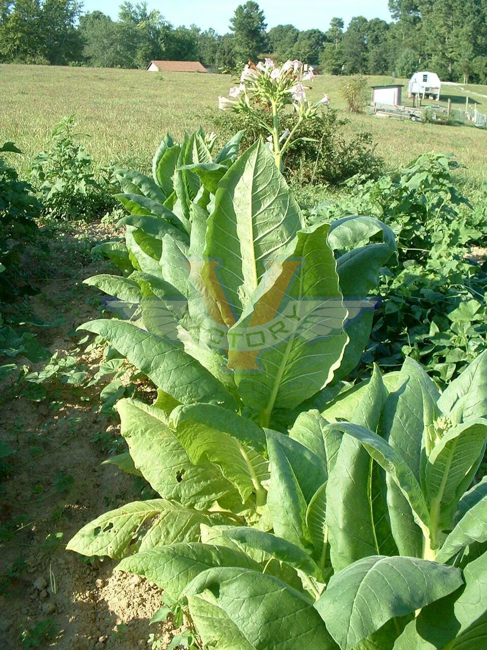 KY 5 Tobacco