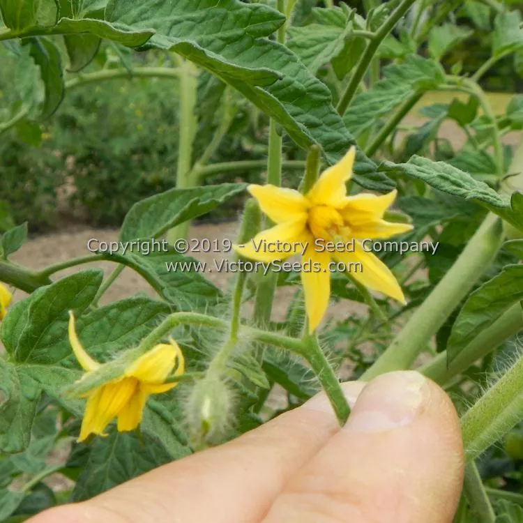 Kanora Tomato