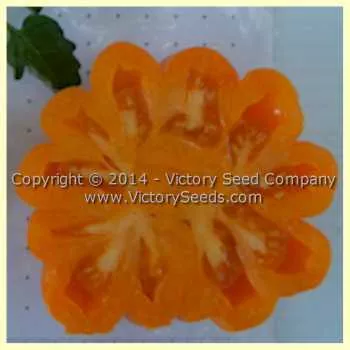 Golden Accordion Tomato