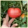 Alpha Pink Tomato