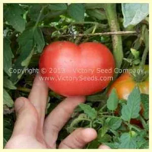 Alpha Pink Tomato