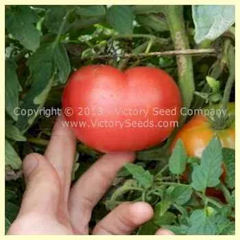Alpha Pink Tomato