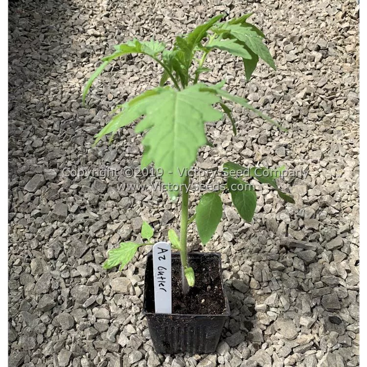 A. Z. Cutler Tomato