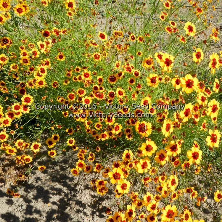 Plains Coreopsis