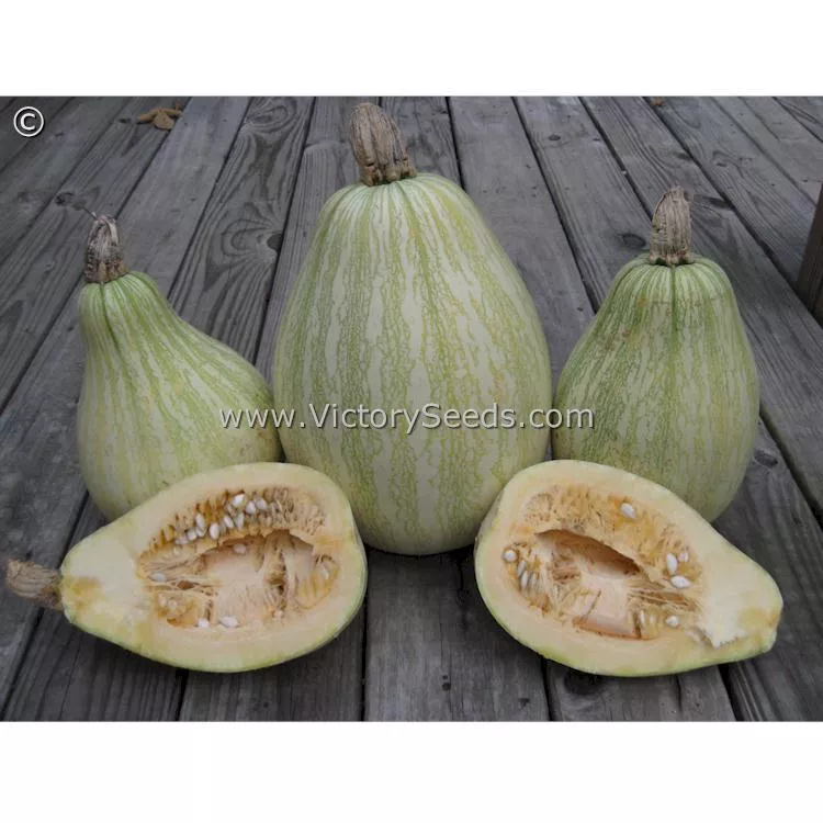 Tennessee Sweet Potato Pumpkin