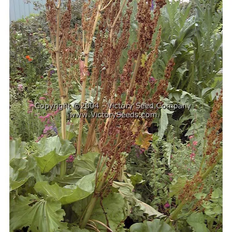 Victoria Rhubarb