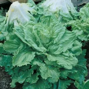 Full Heart Batavian Endive (Escarole)
