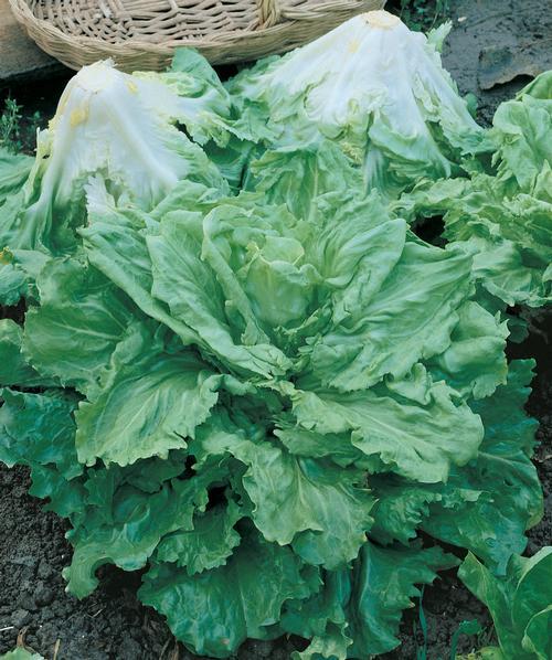 Full Heart Batavian Endive (Escarole)