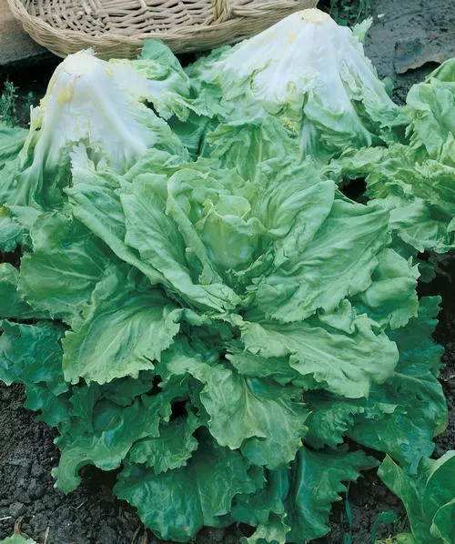 Full Heart Batavian Endive (Escarole)