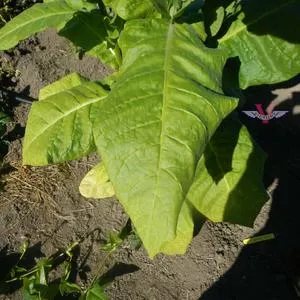 Jorge Grande Tobacco