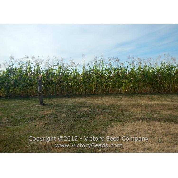 Floriani Red Flint Corn