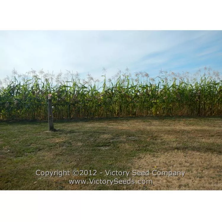 Floriani Red Flint Corn